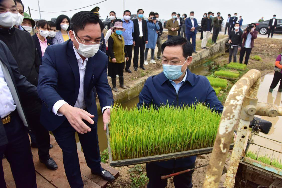 Hà Nội: Bí thư Vương Đình Huệ và Chủ tịch Chu Ngọc Anh xuống đồng cấy lúa, động viên nông dân  - Ảnh 1.