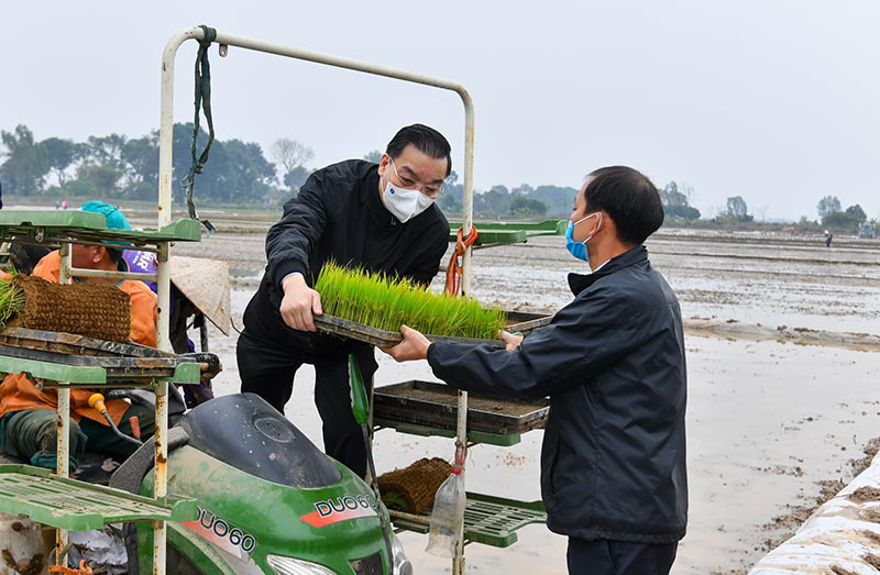 Hà Nội: Bí thư Vương Đình Huệ và Chủ tịch Chu Ngọc Anh xuống đồng cấy lúa, động viên nông dân  - Ảnh 2.