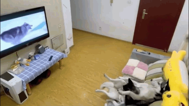 Clip: Đang nằm xem phim, chú chó Husky cuống cuồng tắt tivi khi chủ về - Ảnh 2.