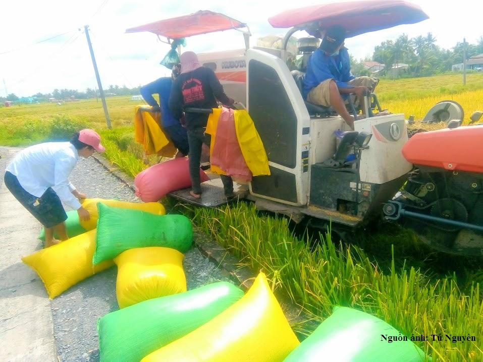 Kể chuyện làng: Nhớ mùi cơm gạo Nàng Thơm với thịt kho tàu chiều 30 Tết - Ảnh 3.