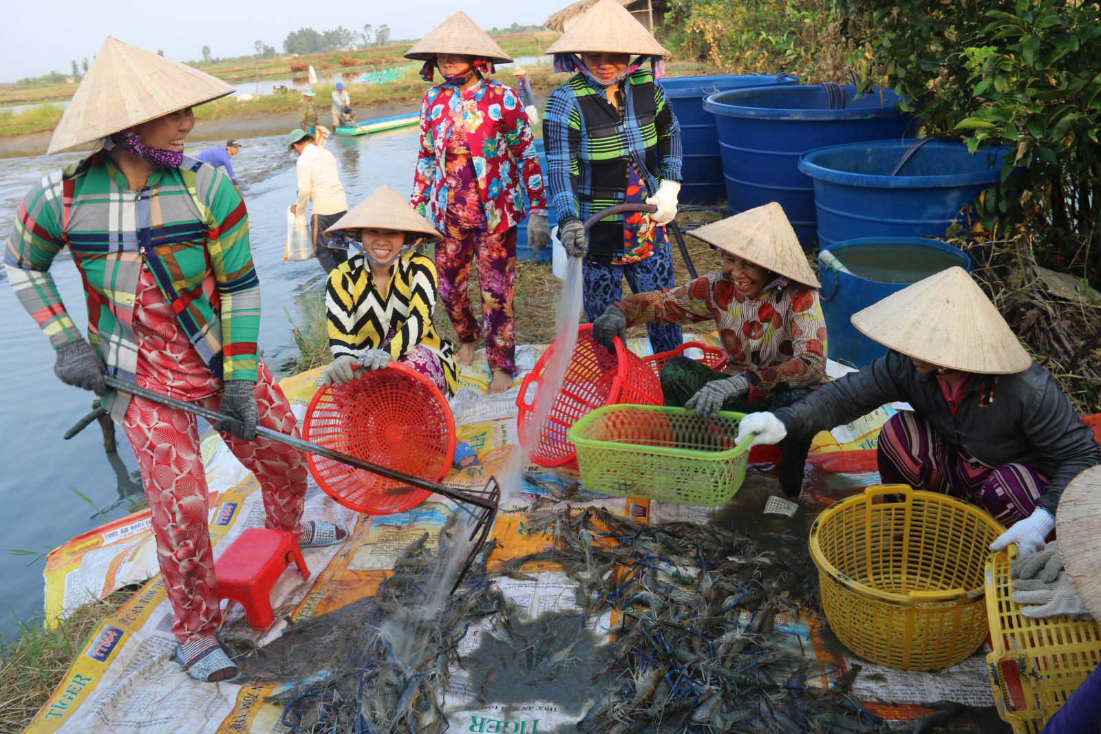 Nông dân tỉnh Bạc Liêu bắt bán hàng tấn tôm càng xanh, giá 140 ngàn/ký