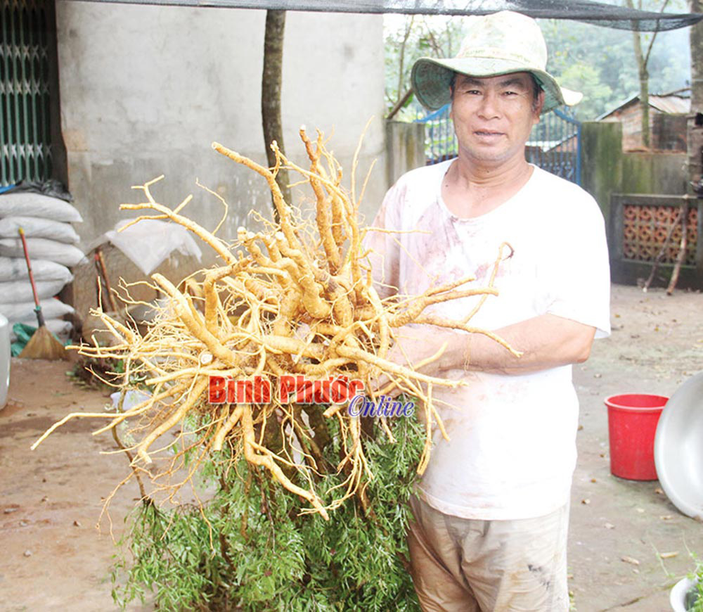 &quot;Vua&quot; của loài cây quý hơn vàng ở Bình Phước tiết lộ &quot;trúng số độc đắc&quot; với rừng toàn cây quý giá trăm tỷ - Ảnh 2.