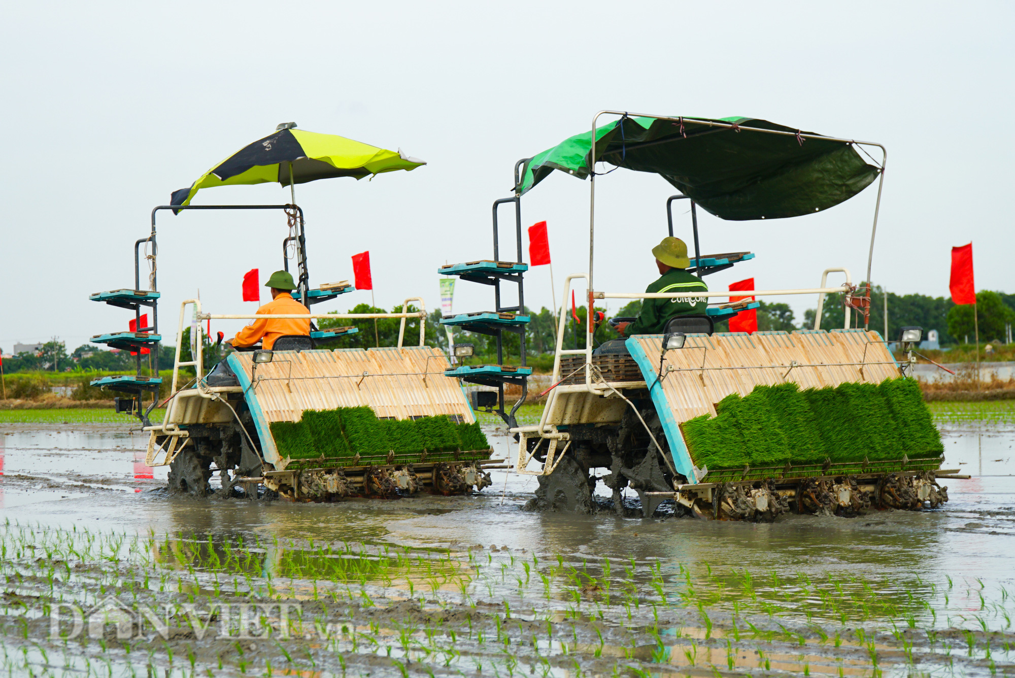 Để kịp thời vụ cấy lúa xuân, Hải Dương tức tốc đề nghị cho loại máy này vào địa phương - Ảnh 1.