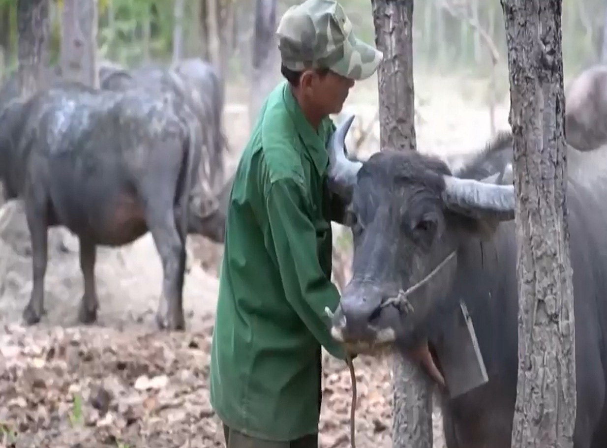 Chục năm &quot;chạy đua với trâu&quot; trong rừng của vợ chồng lão nông - Ảnh 4.