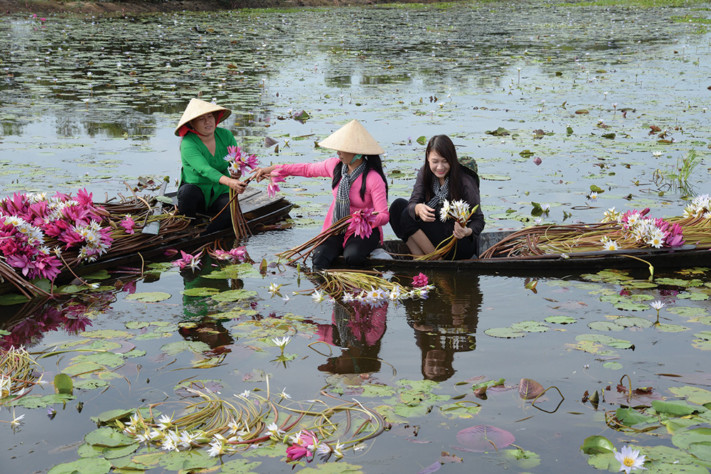 So với bông sen, bông súng nhận thua \