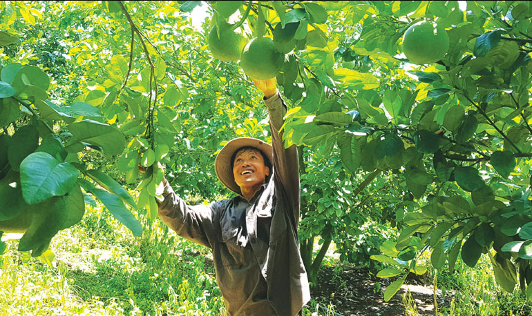 Phú Yên: Một ông nông dân đem các giống cam đặc sản của cả nước về vườn nhà mình trồng và cái kết bất ngờ - Ảnh 1.