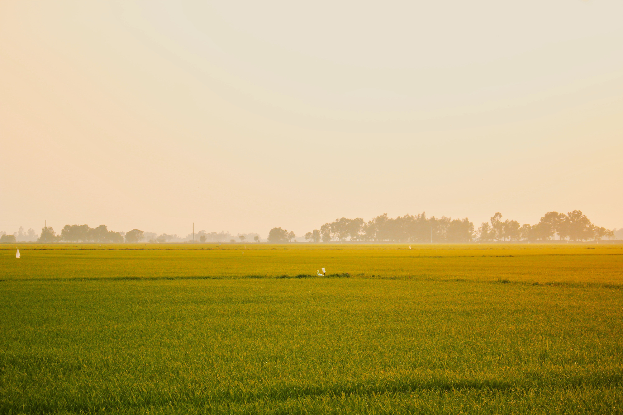 Hút hồn với mùa lúa chín vàng ruộm cánh đồng An Giang - Ảnh 6.