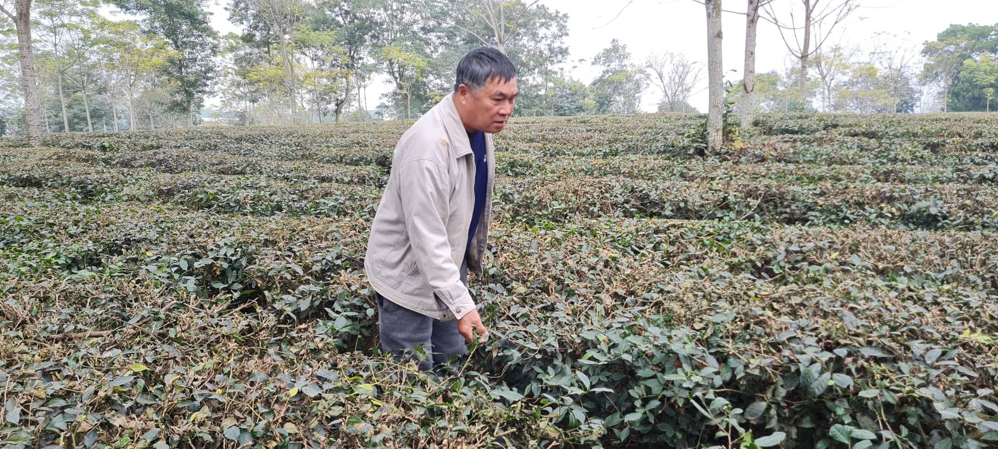 Tuyên Quang: Người trồng chè mất ăn mất ngủ vì bị hủy hợp đồng giao khoán  - Ảnh 1.