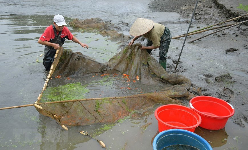 Vựa cá chép miền Bắc đỏ rực chờ ngày làm phương tiện tiễn ông Công, ông Táo chầu trời - Ảnh 2.