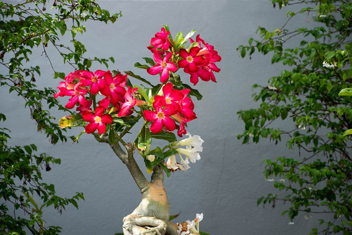 Bài trí 7 loại hoa này, may mắn, phúc lộc tưng bừng gõ cửa nhà trong năm Tân Sửu 2021 - Ảnh 2.
