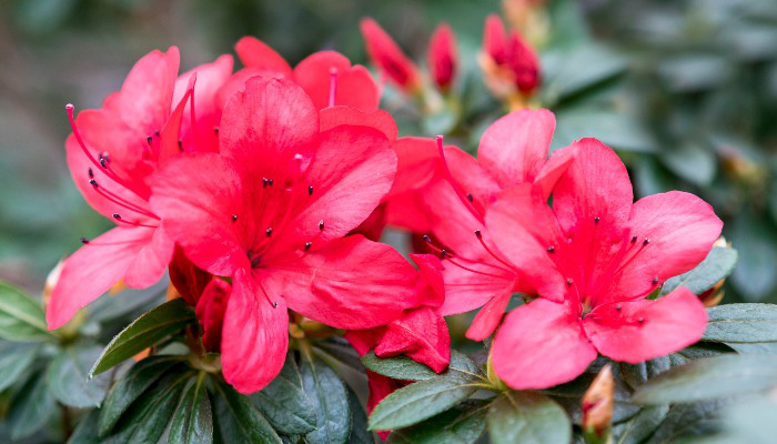 Bài trí 7 loại hoa này, may mắn, phúc lộc tưng bừng gõ cửa nhà trong năm Tân Sửu 2021 - Ảnh 3.