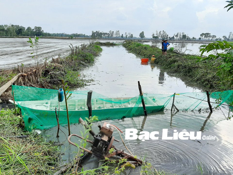 Bạc Liêu: Cách nuôi cá đồng không tốn tiền mua giống, cũng chẳng phải cho ăn, cứ đến ngày tháng thì bắt bán - Ảnh 1.