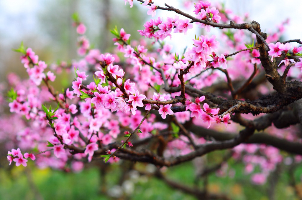 Bài trí 7 loại hoa này, may mắn, phúc lộc tưng bừng gõ cửa nhà trong năm Tân Sửu 2021 - Ảnh 7.