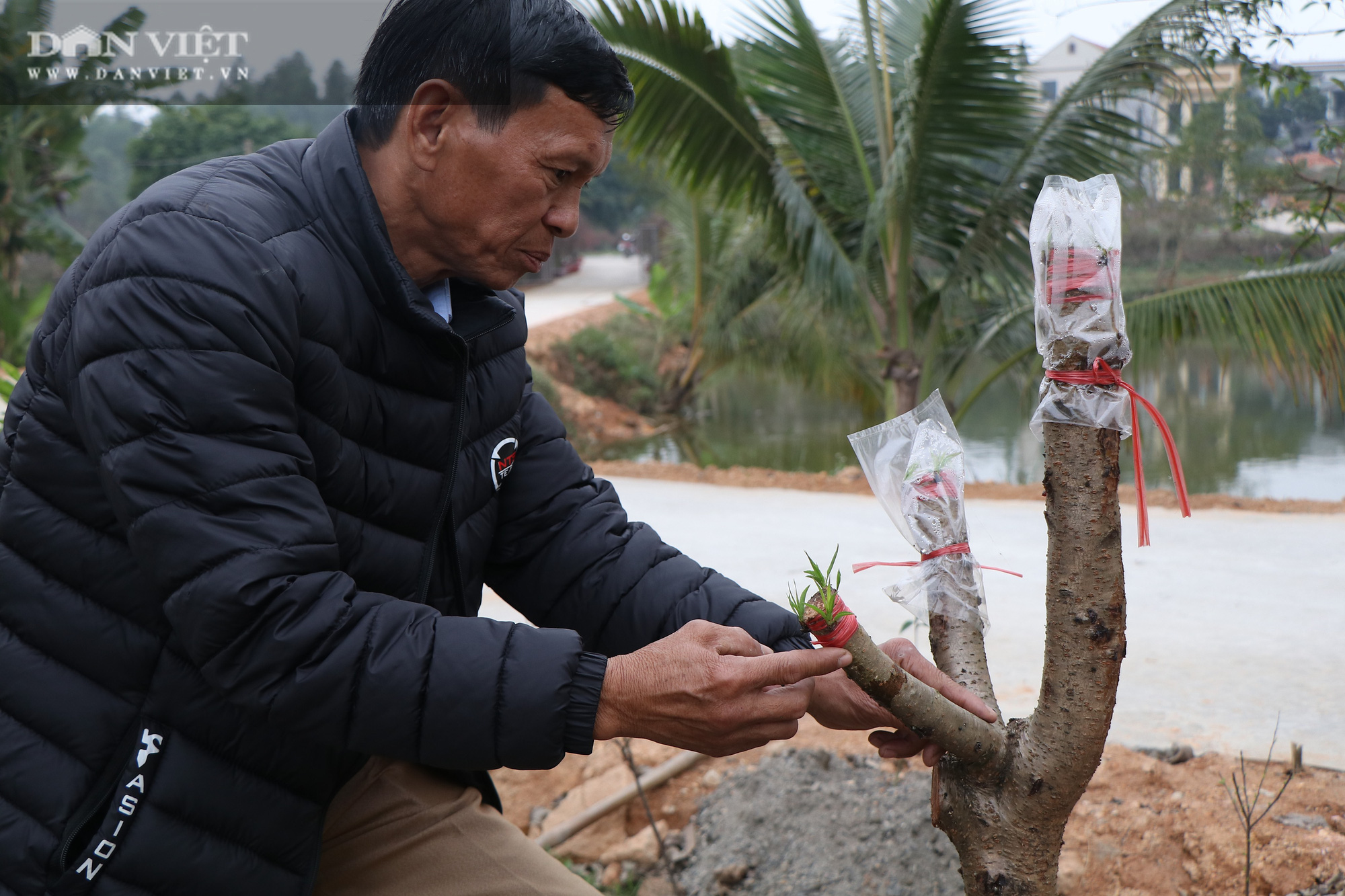 Phú Thọ: Làng trồng &quot;cây gọi Tết&quot; khóc ròng vì COVID - Ảnh 1.