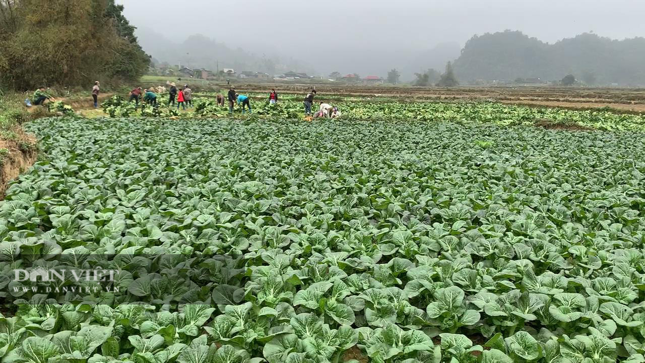 Bắc Kạn: Trồng thứ rau lá to như tai voi, nhiều nông dân có cơ hội thoát nghèo - Ảnh 2.