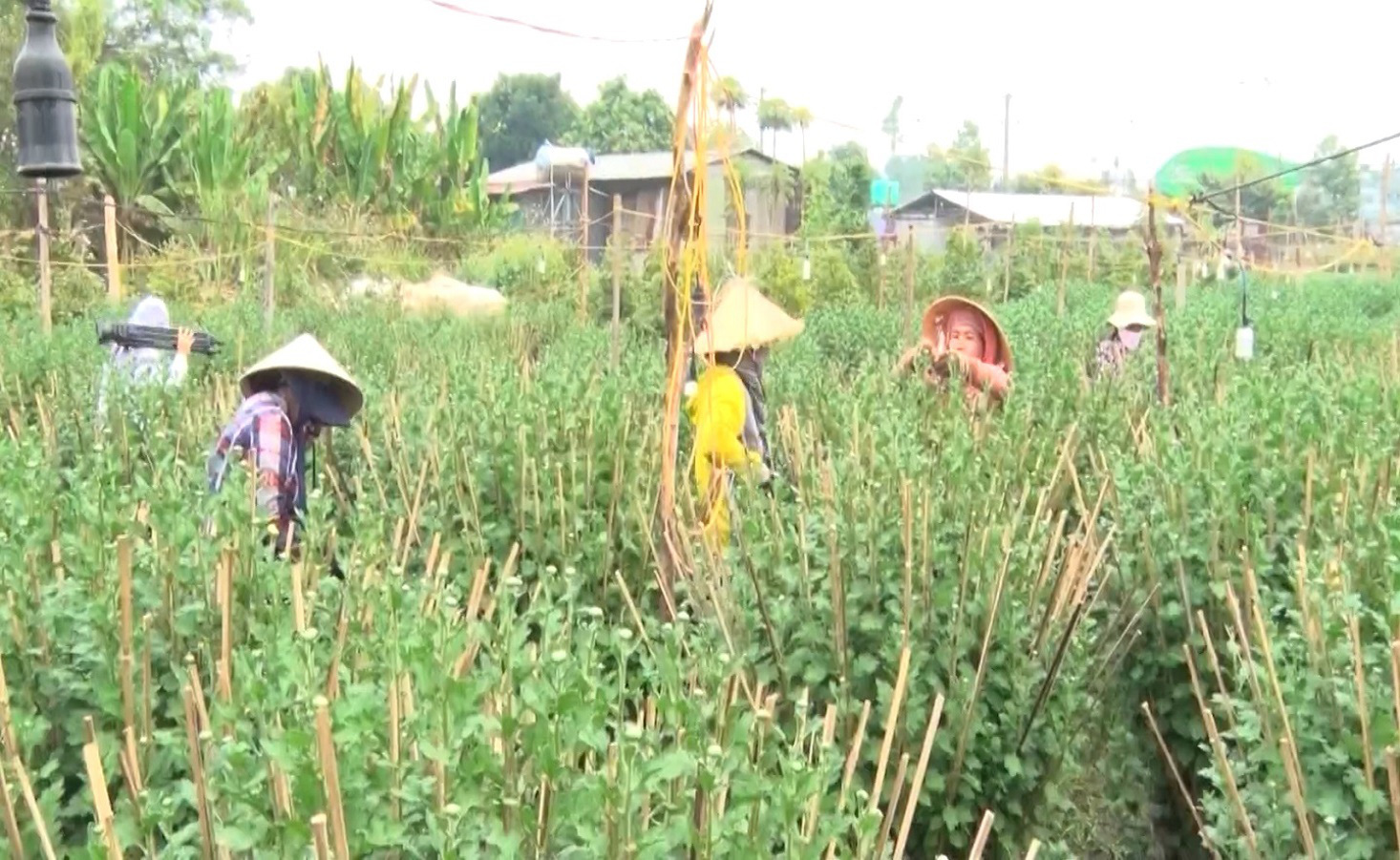 Không e ngại ảnh hưởng dịch bệnh covid, chàng nông dân vẫn đầu tư cả tỷ đồng trồng hoa bán tết - Ảnh 2.