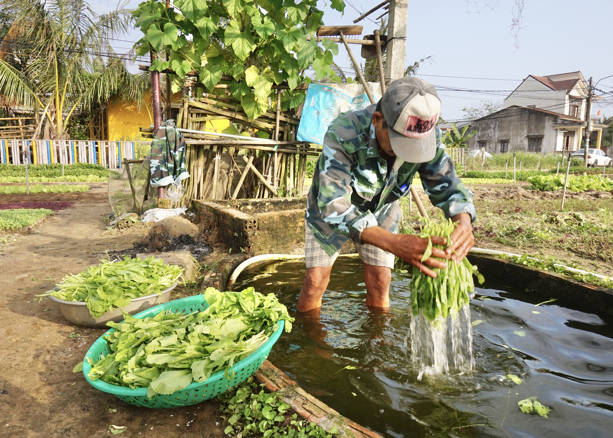 Quảng Nam: Sau Tết, nông dân Trà Quế méo mặt vì rau xanh rớt giá - Ảnh 1.