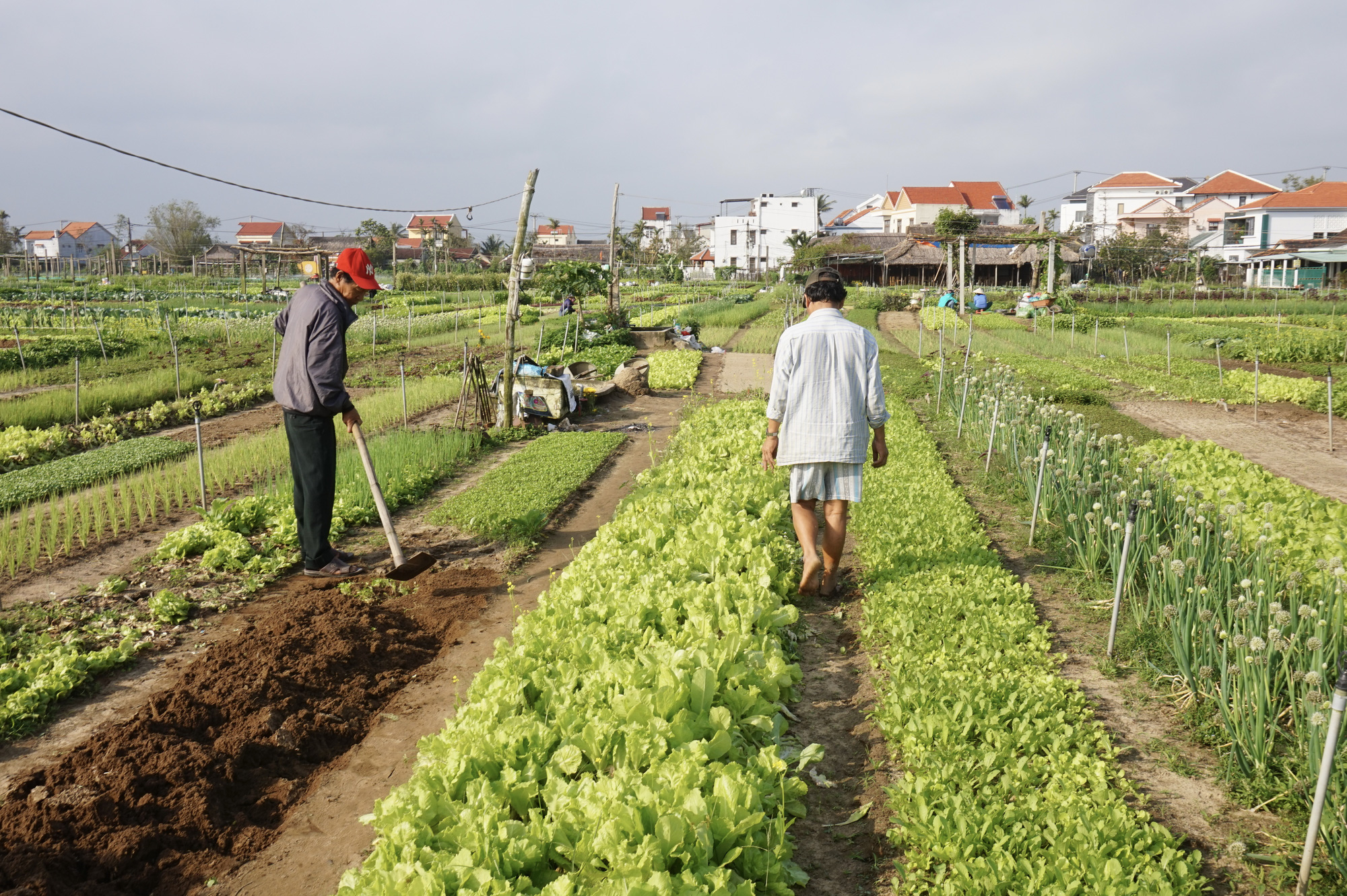 Quảng Nam: Sau Tết, nông dân Trà Quế méo mặt vì rau xanh rớt giá - Ảnh 4.