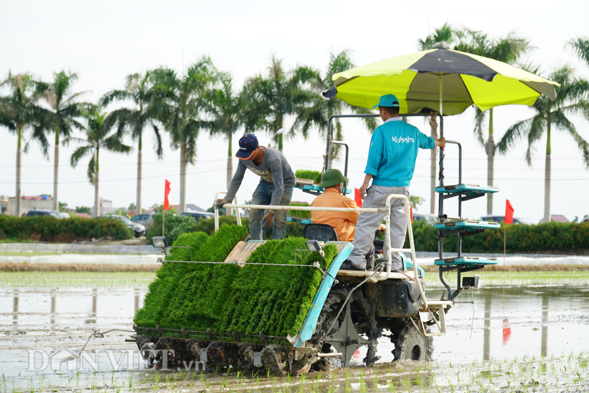 Mạ như con gái có thì, do Covid-19 vẫn chưa được vào Hải Dương để cấy - Ảnh 1.