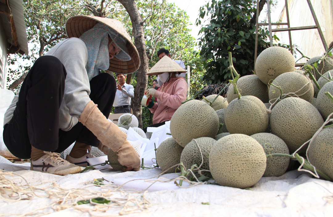 Đăk Lăk: Đang làm giảng viên, đùng cái bỏ giảng đường  về trồng dưa lưới lãi 600 triệu - Ảnh 11.