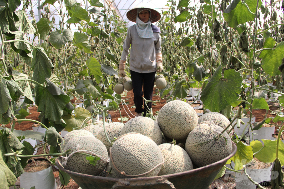 Đăk Lăk: Đang làm giảng viên, đùng cái bỏ giảng đường  về trồng dưa lưới lãi 600 triệu - Ảnh 8.