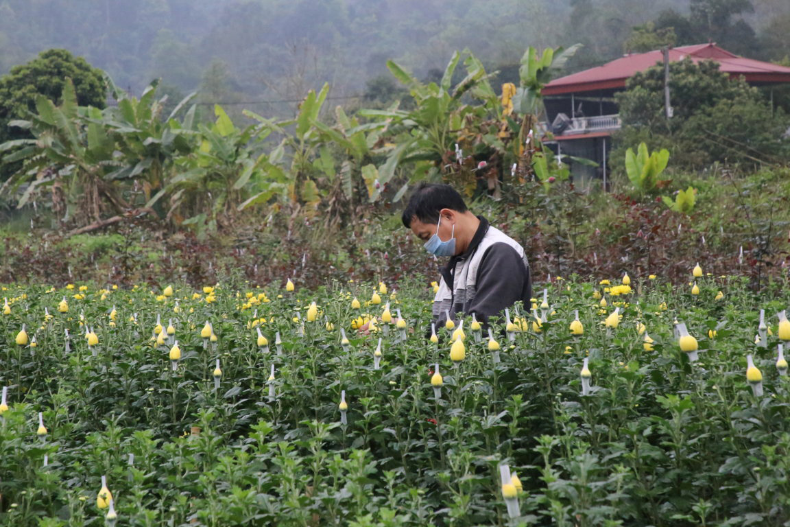 Lào Cai: Vườn hoa đào Tết nở bung đẹp mê li, khách háo hức xin vô còn còn chủ &quot;buồn như trấu cắn&quot;. Vì sao? - Ảnh 1.