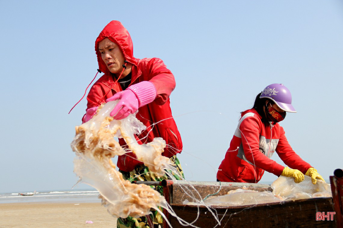 Hà Tĩnh: Đánh bắt, chế biến con mềm nhũn, không não, không tim, ngư dân thu được gần chỉ rưỡi vàng 9999 - Ảnh 3.