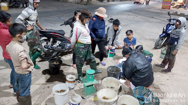 Nghệ An: Tối đến đội đèn đi săn con 8 cẳng 2 càng, thương lái mua sạch nhưng sao dân vẫn kém vui? - Ảnh 4.