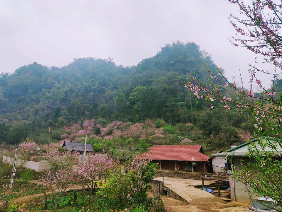 Sơn La: Người Hmong - Lóng Luông ví hoa đào là biểu tượng cho bản làng - Ảnh 4.