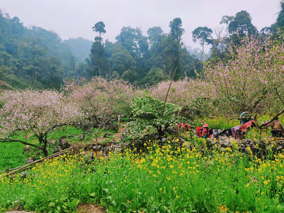 Sơn La: Người Hmong - Lóng Luông ví hoa đào là biểu tượng cho bản làng - Ảnh 2.