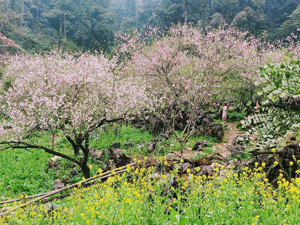 Sơn La: Người Hmong - Lóng Luông ví hoa đào là biểu tượng cho bản làng - Ảnh 1.