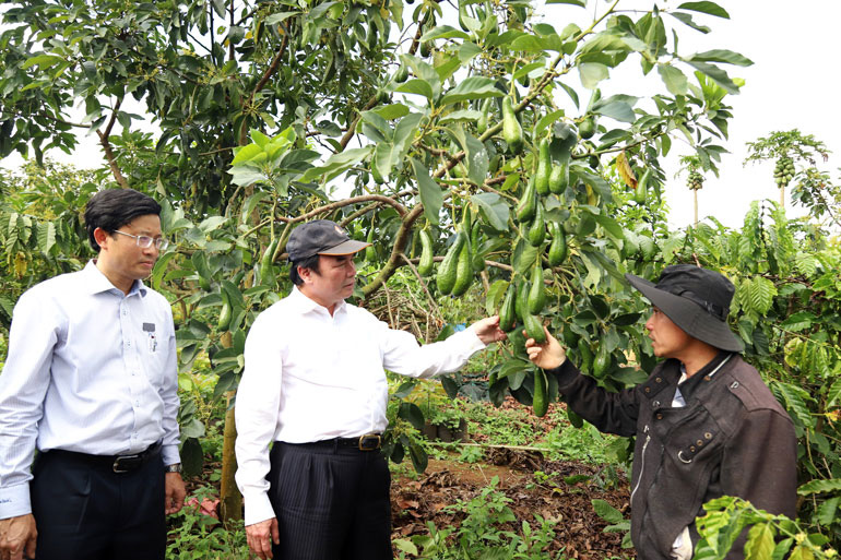 Lâm Đồng: Bất ngờ với vườn trồng cây bơ 034 độc nhất vô nhị ở Bảo Lâm, nhìn đâu cũng thấy trái - Ảnh 1.