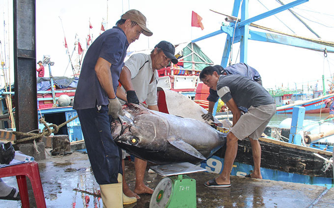 Khánh Hòa: Dân bắt được toàn cá lớn đầu năm, loài cá gì to dài phải 2-3 người khênh?