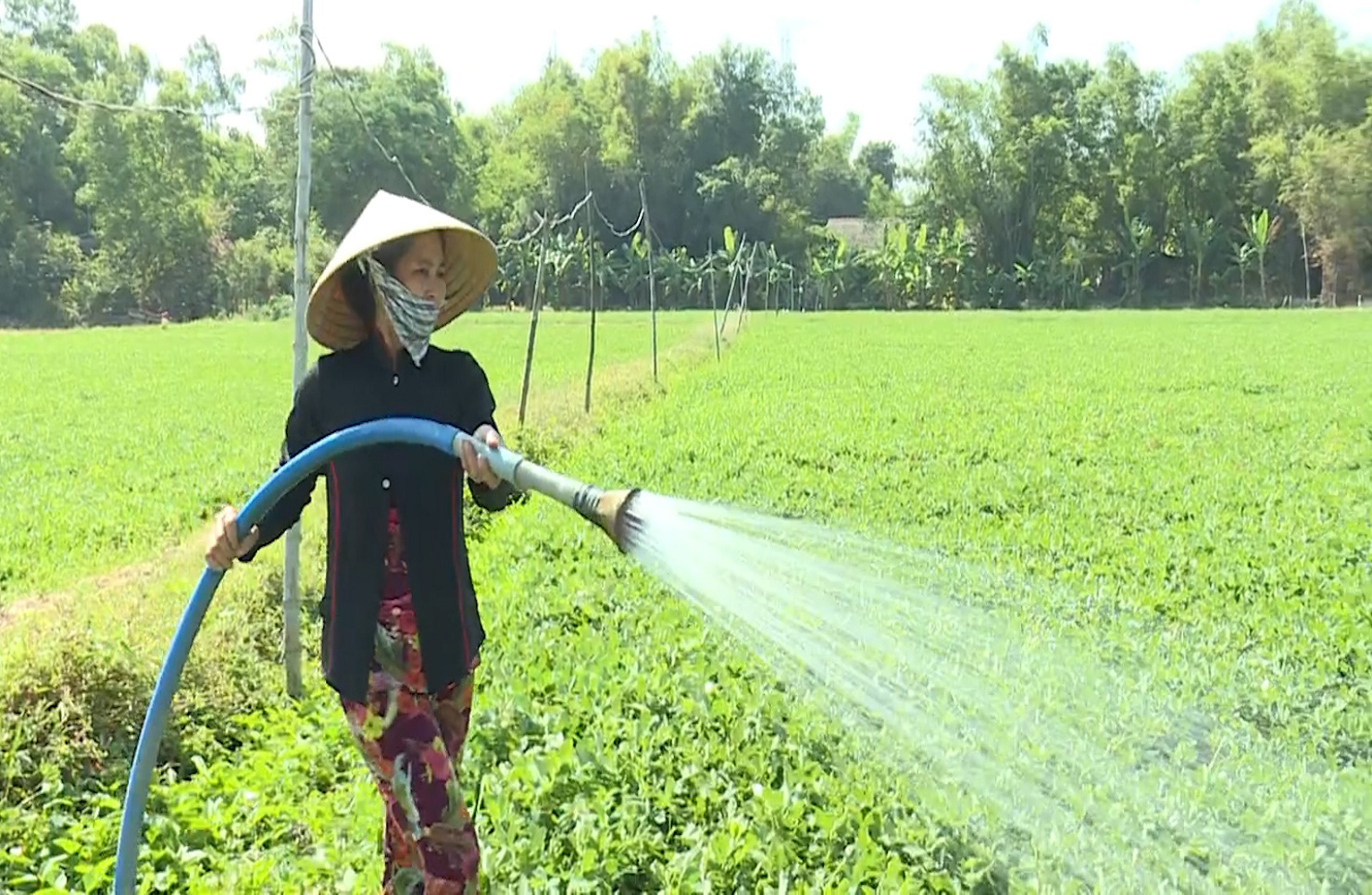 Trà Vinh: Mô hình HTX sản xuất nông nghiệp theo hướng hữu cơ - Ảnh 9.