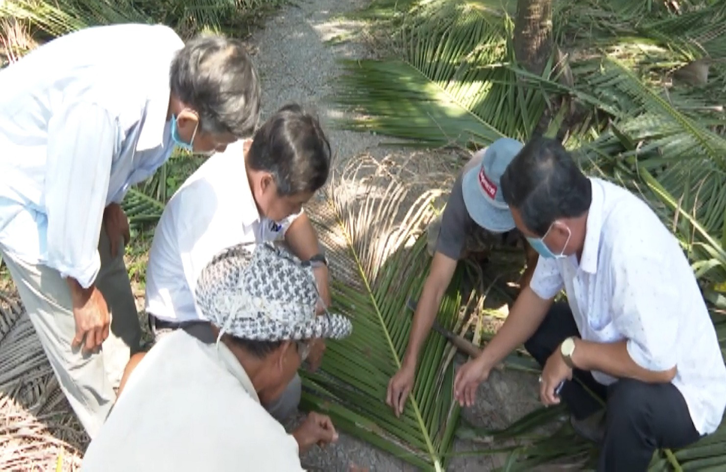 Bến Tre: Sâu đầu đen bùng phát gây hại trên cây dừa, nhiều bà con mất nguồn thu nhập - Ảnh 2.