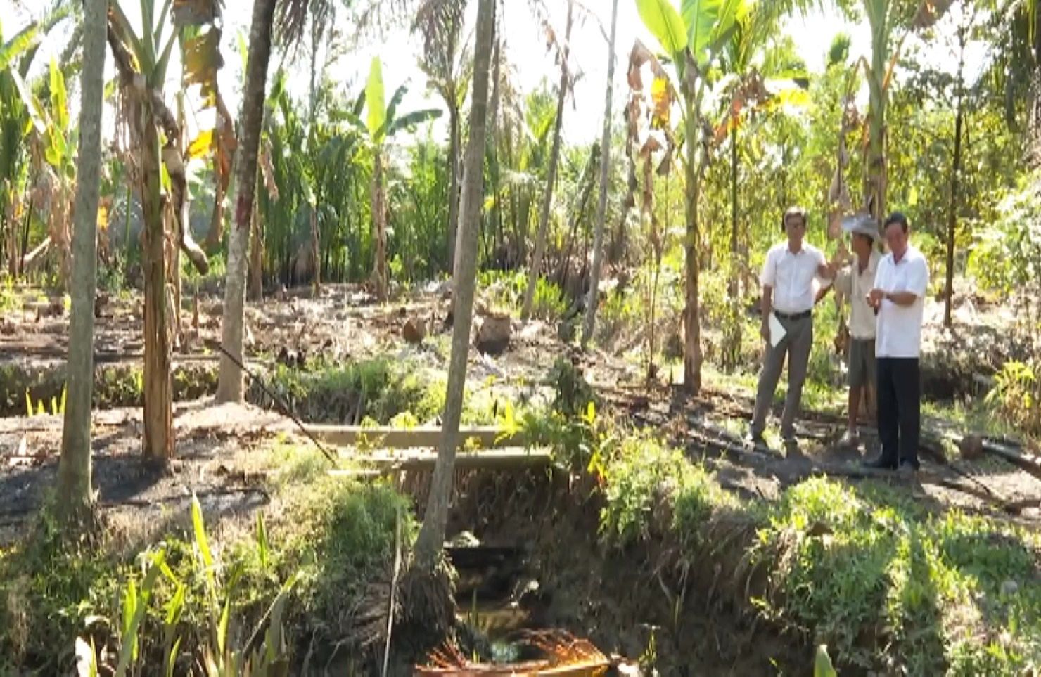 Bến Tre: Sâu đầu đen bùng phát gây hại trên cây dừa, nhiều bà con mất nguồn thu nhập - Ảnh 7.