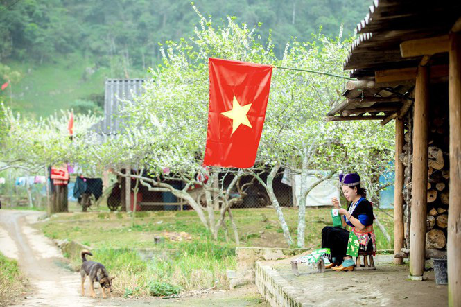 Nghệ An: Đẹp tựa tranh cảnh thiếu nữ khoe sắc bên hoa mận nở trắng muốt - Ảnh 2.