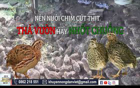 Nuôi chim cút thịt thả vườn hay nhốt lồng