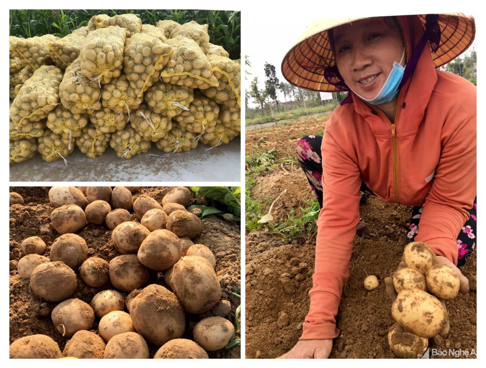 Nghệ An: Trồng khoai tây 2 loại kiểu này, nông dân ung ung đút túi 7-9 triệu đồng/sào - Ảnh 3.