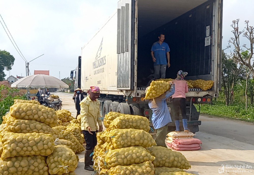 Nghệ An: Trồng khoai tây 2 loại kiểu này, nông dân ung ung đút túi 7-9 triệu đồng/sào - Ảnh 4.