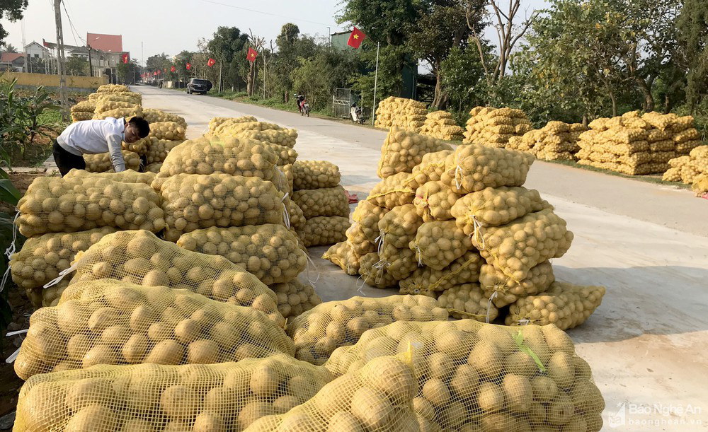 Nghệ An: Trồng khoai tây 2 loại kiểu này, nông dân ung ung đút túi 7-9 triệu đồng/sào - Ảnh 5.