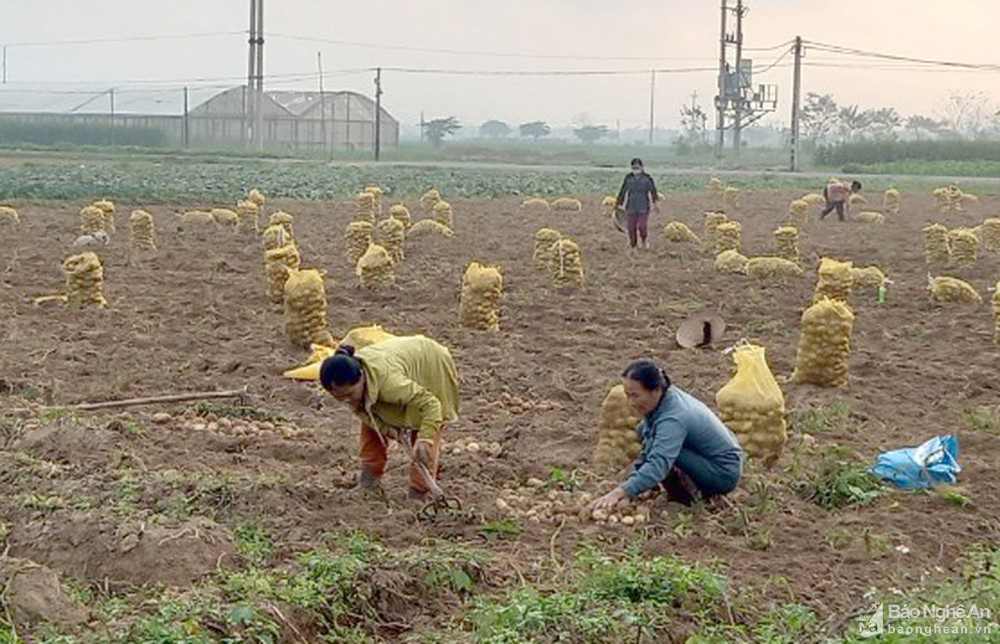 Nghệ An: Trồng khoai tây 2 loại kiểu này, nông dân ung ung đút túi 7-9 triệu đồng/sào - Ảnh 1.