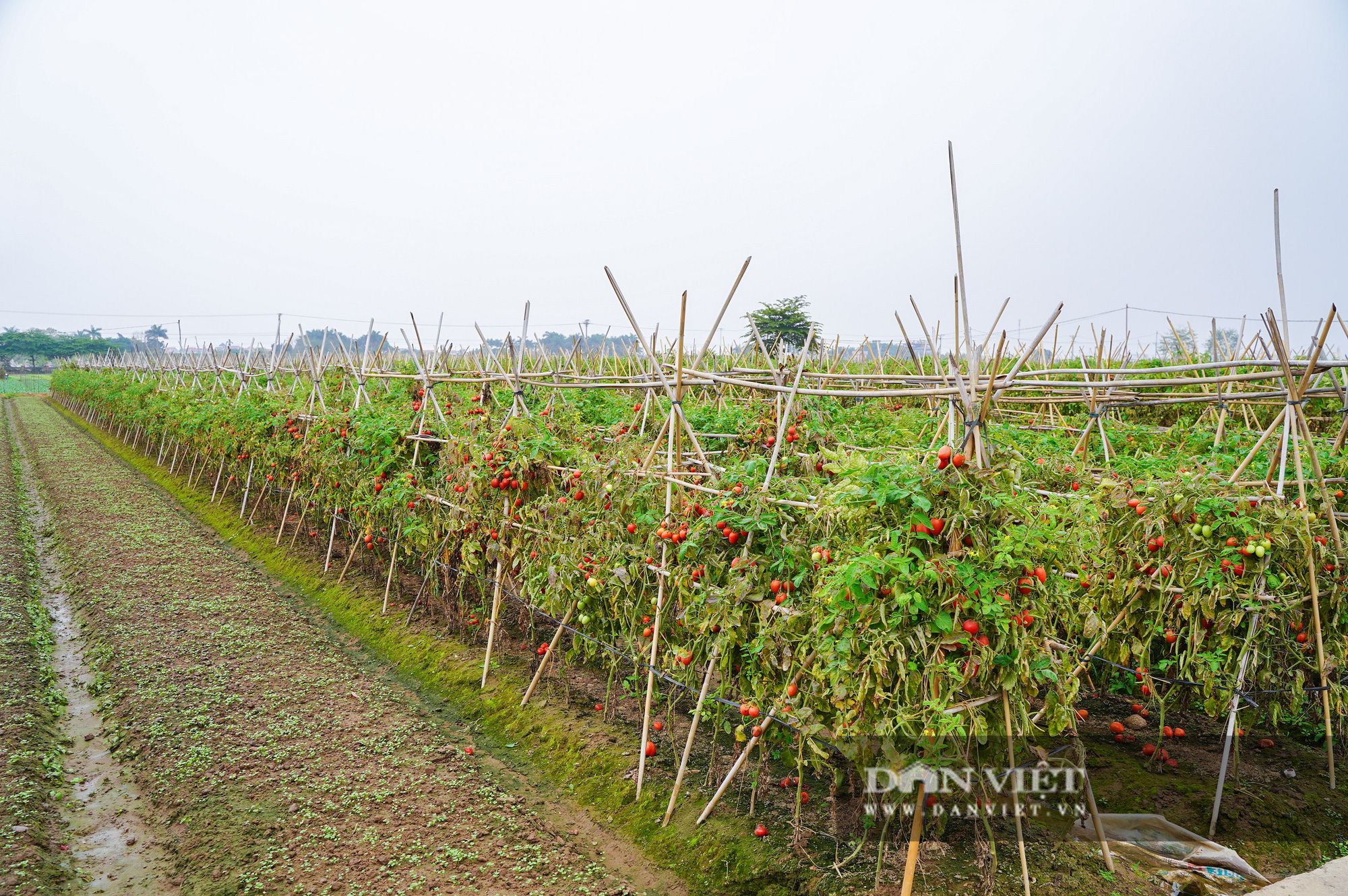 Củ cải thối phơi trắng cánh đồng, cà chua đỏ ửng không ai thu hoạch  - Ảnh 10.