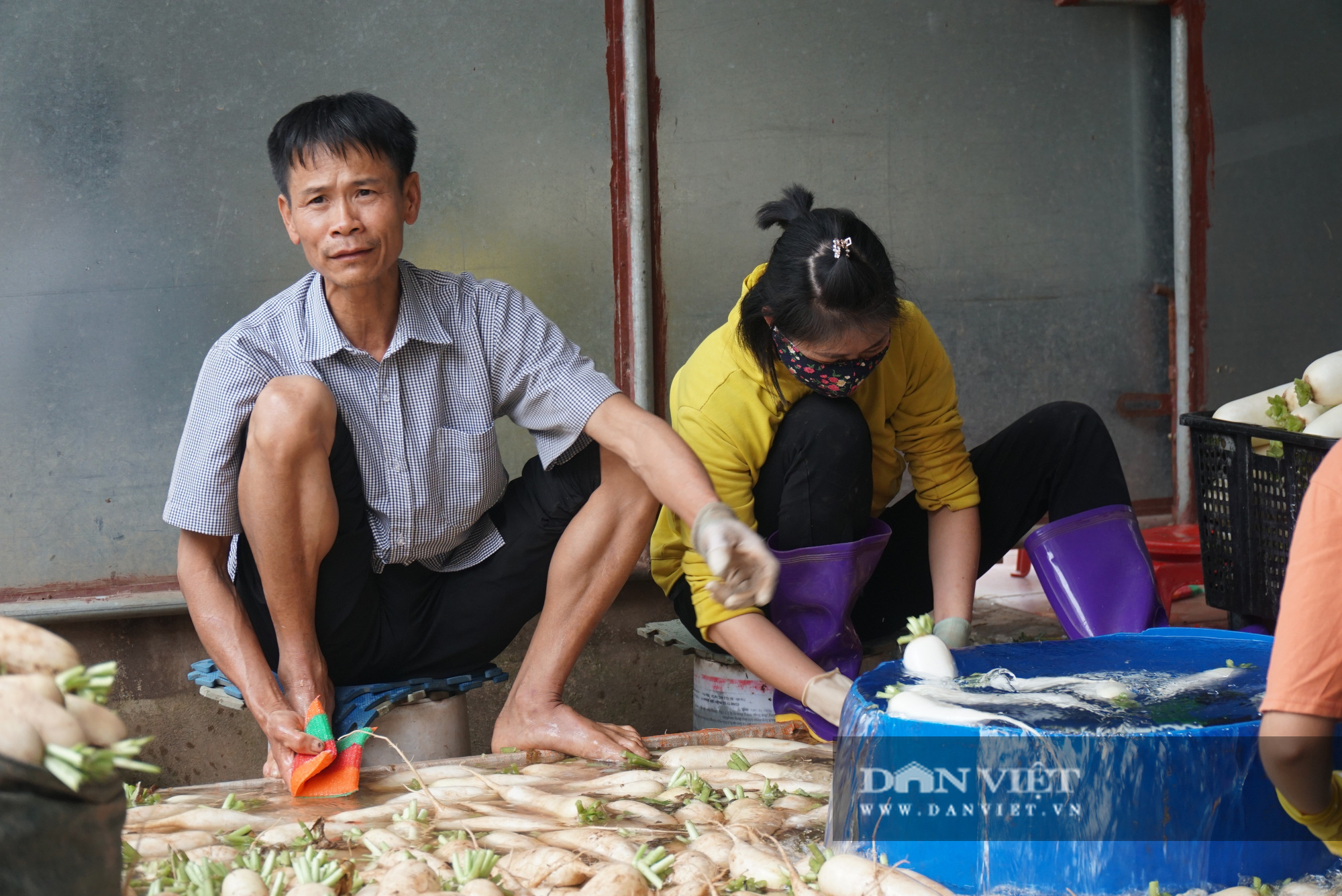 Củ cải thối phơi trắng cánh đồng, cà chua đỏ ửng không ai thu hoạch  - Ảnh 9.