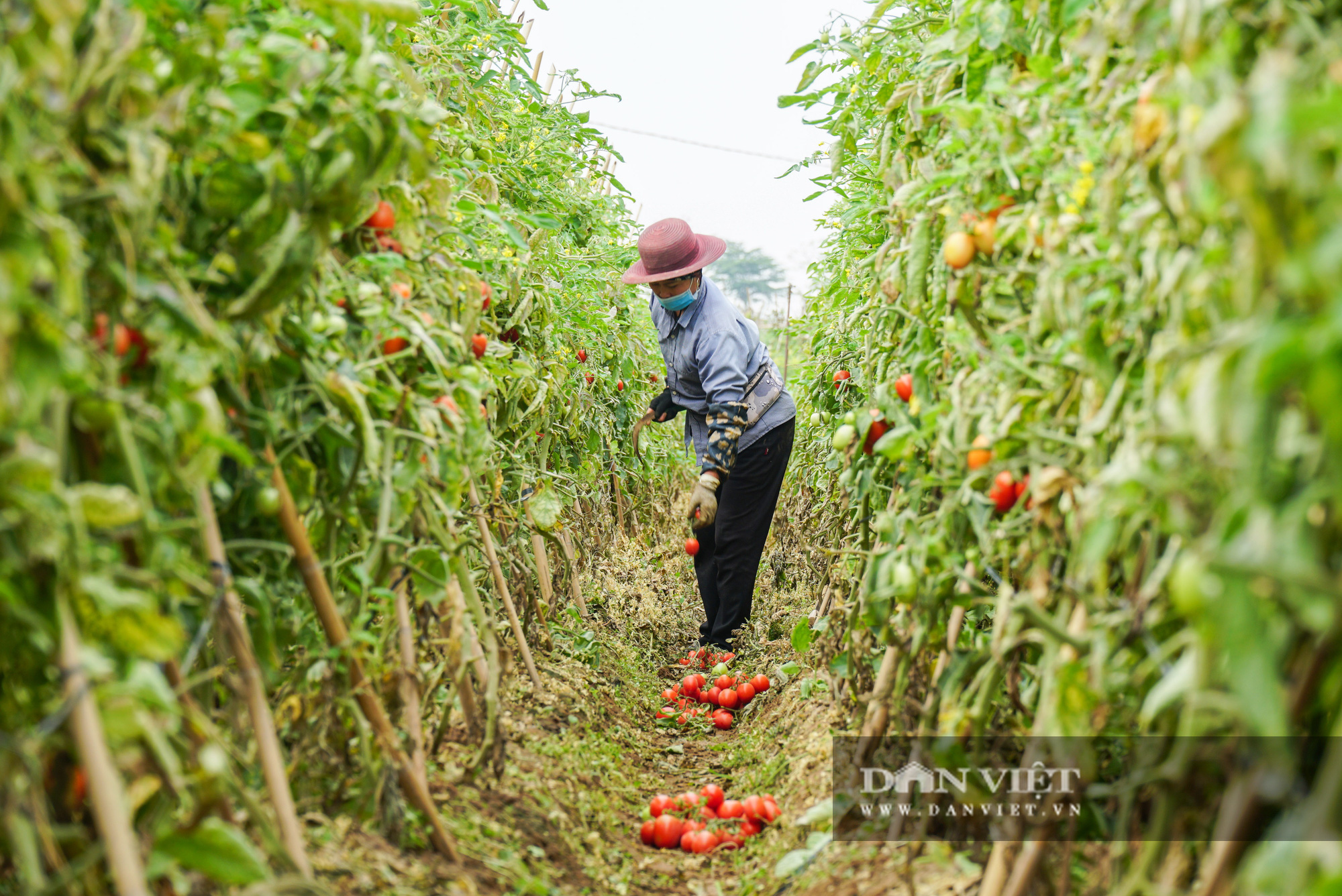 Củ cải thối phơi trắng cánh đồng, cà chua đỏ ửng không ai thu hoạch  - Ảnh 14.