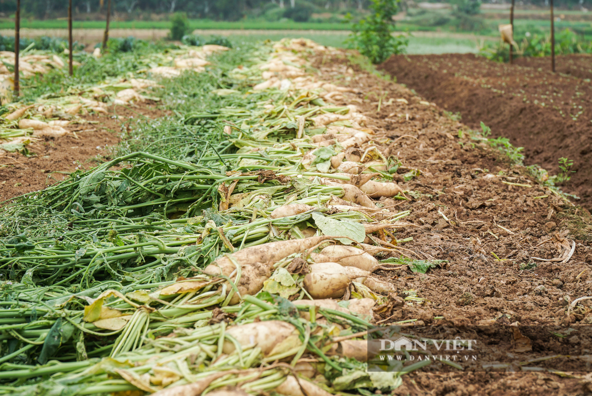 Củ cải thối phơi trắng cánh đồng, cà chua đỏ ửng không ai thu hoạch  - Ảnh 5.