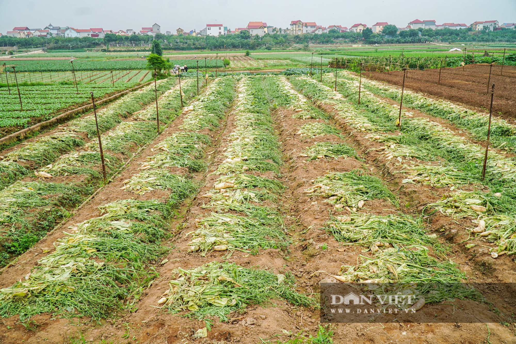 Củ cải thối phơi trắng cánh đồng, cà chua đỏ ửng không ai thu hoạch  - Ảnh 4.