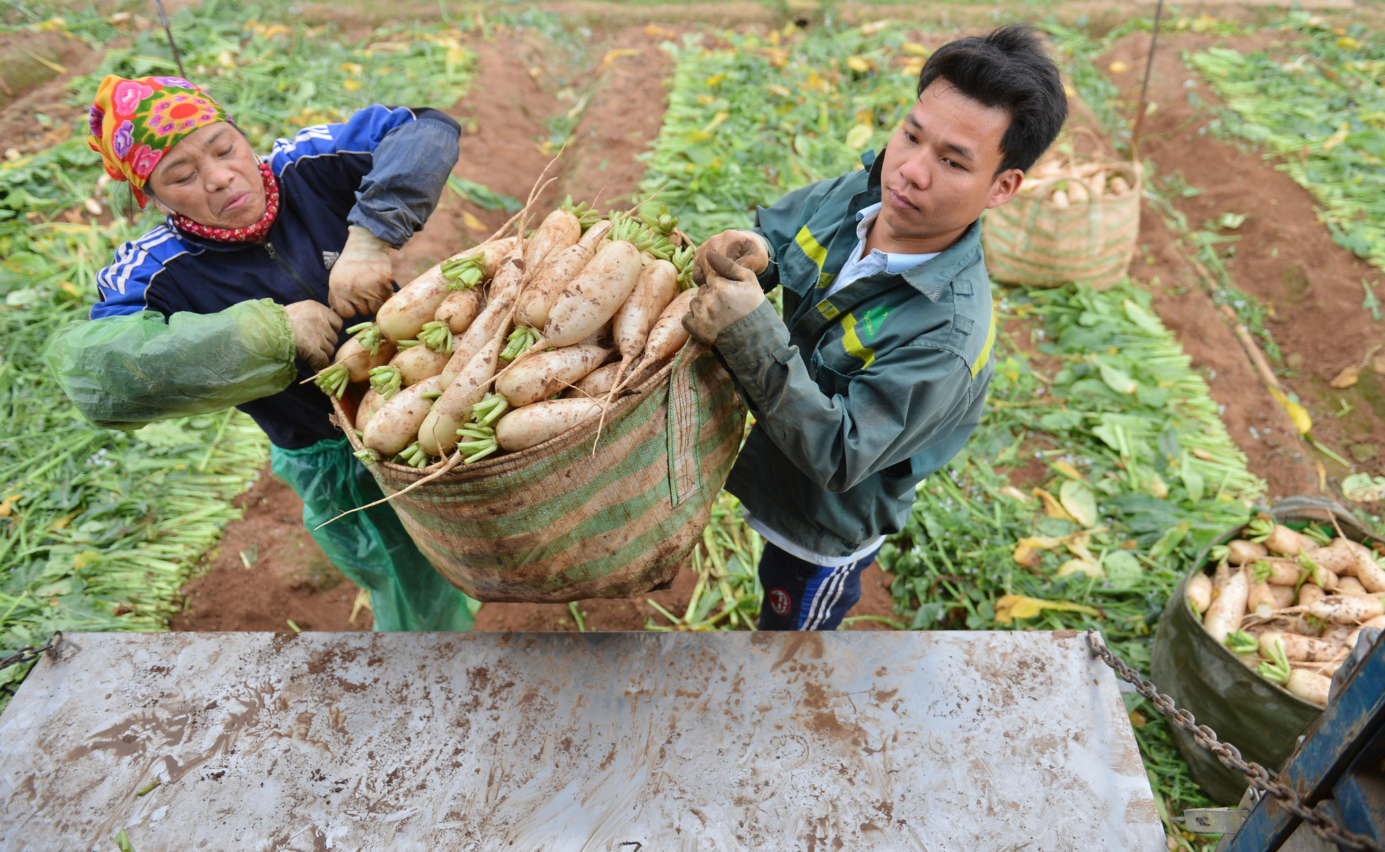 Sau Hải Dương, hàng trăm tấn củ cải ở Hà Nội rớt giá, người dân phải nhổ bỏ vì bán không ai mua - Ảnh 11.