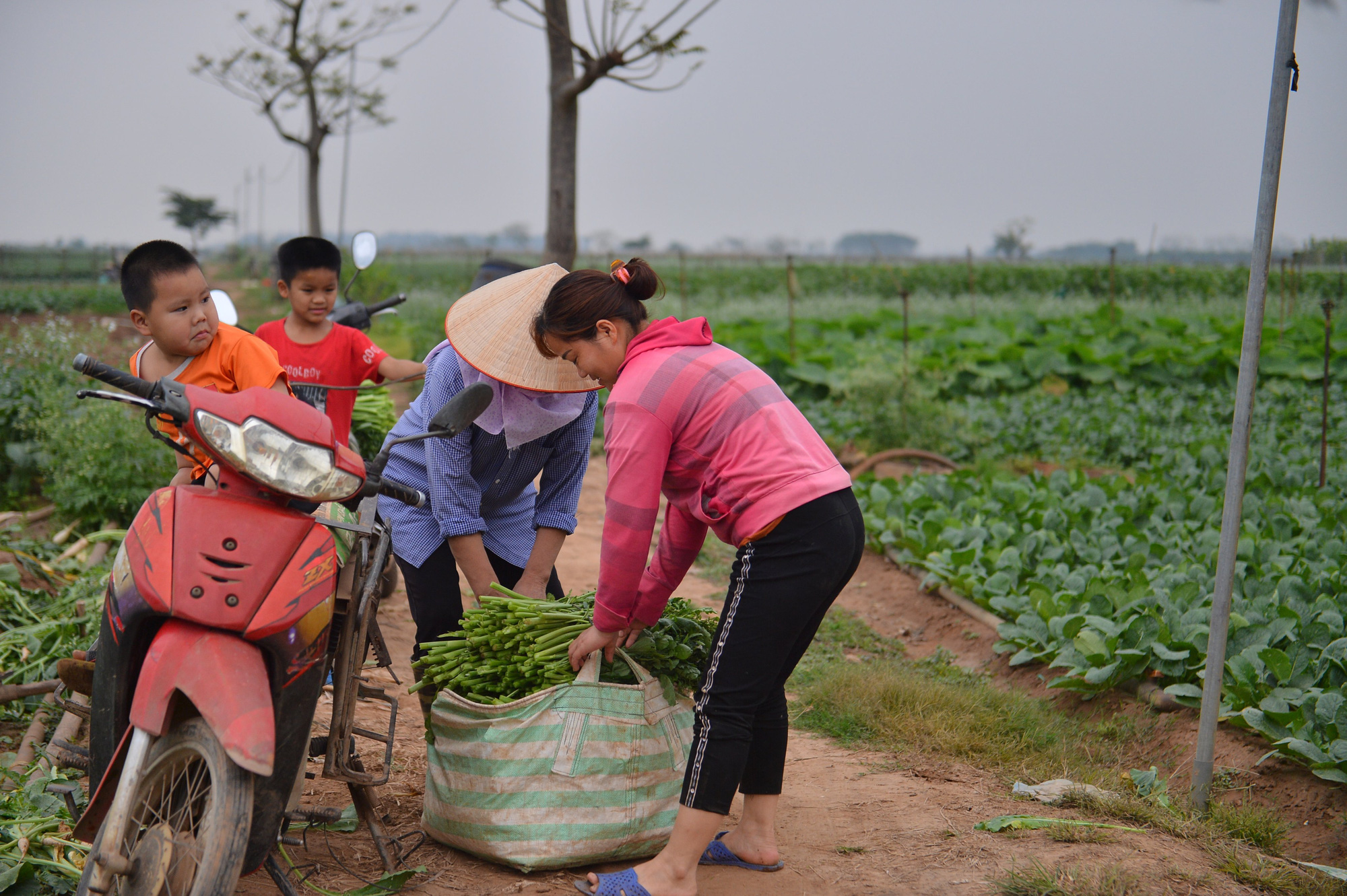 Sau Hải Dương, hàng trăm tấn củ cải ở Hà Nội rớt giá, người dân phải nhổ bỏ vì bán không ai mua - Ảnh 7.