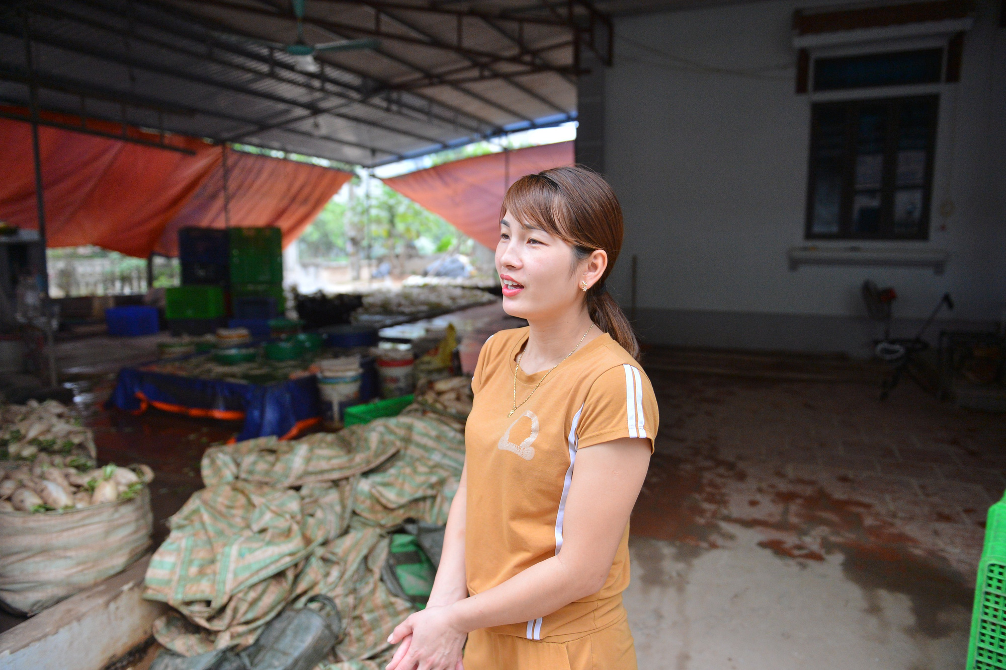 Sau Hải Dương, hàng trăm tấn củ cải ở Hà Nội rớt giá, người dân phải nhổ bỏ vì bán không ai mua - Ảnh 14.